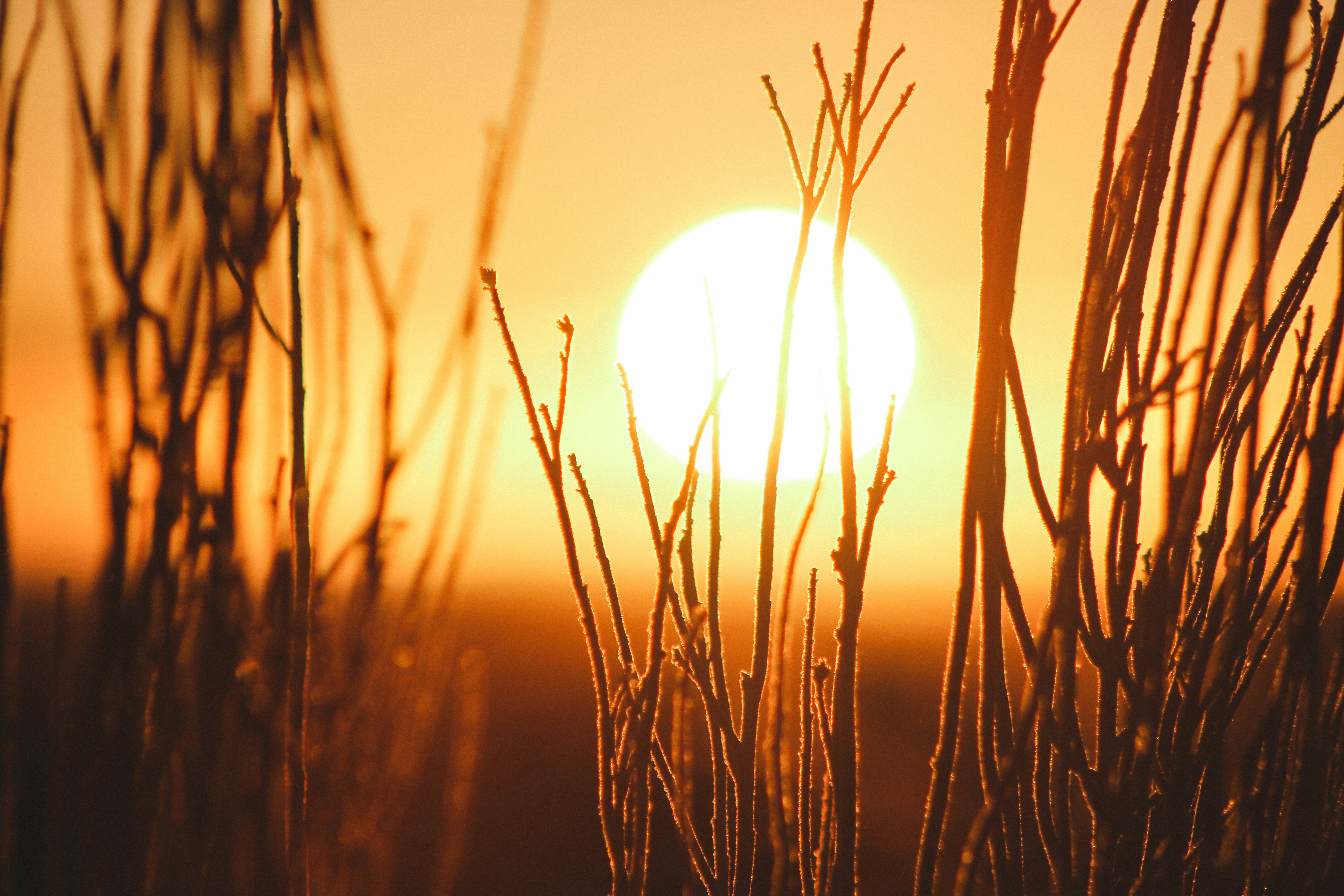 Read: Understanding Solar Panel Efficiency: How Extreme Heat Impacts Performance